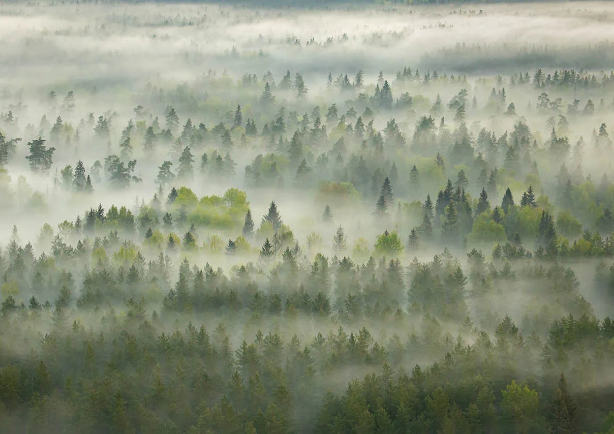 Pusle "Gauja National Park, Latvia" 1000 tk-w108 WHS Jigsaw Puzzles-Brain Games OÜ