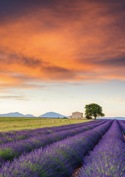 Pusle "Field of Lavender, Provence" 500 tk